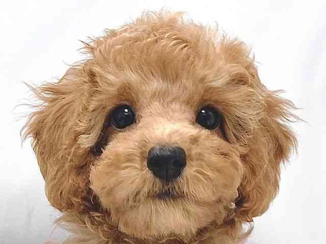 大阪府のトイプードル(トイ) (ひごペットフレンドリー堺プラットプラット店/2025年9月2日生まれ/女の子/レッド)の子犬の1枚目の画像