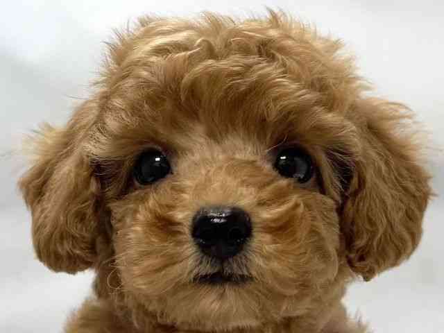 大阪府のトイプードル(トイ) (ひごペットフレンドリー堺プラットプラット店/2025年9月2日生まれ/女の子/レッド)の子犬の1枚目の画像