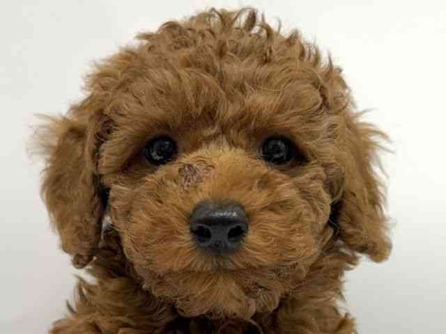 愛知県のトイプードル(トイ) (ひごペットフレンドリーヴィアモール アピタ江南西店/2025年9月1日生まれ/男の子/レッド)の子犬の1枚目の画像