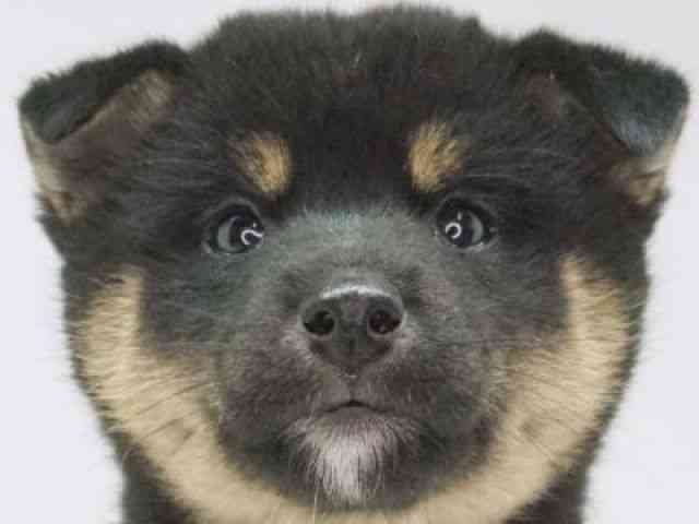 福岡県の柴犬(標準サイズ) (ひごペットフレンドリーゆめタウン筑紫野店/2025年9月1日生まれ/女の子/黒)の子犬