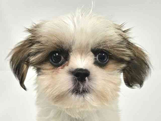 愛知県のシーズー (ひごペットフレンドリーイトーヨーカドー知多店/2025年8月27日生まれ/女の子/ホワイトゴールド)の子犬の1枚目の画像