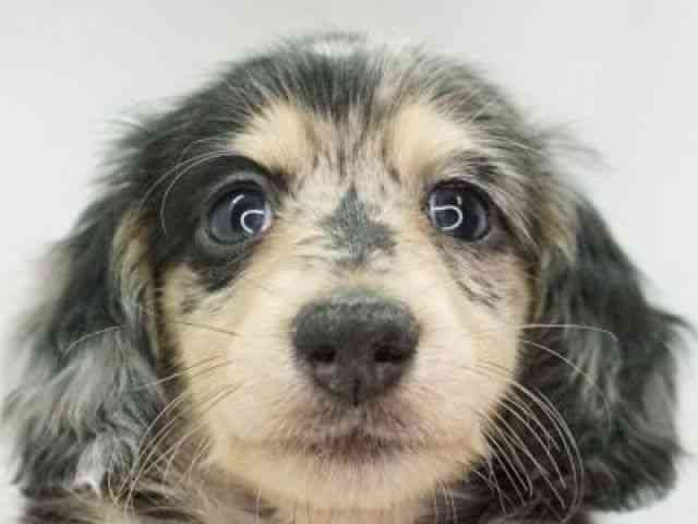 福岡県のミニチュアダックスフンド(ロング) (ひごペットフレンドリーゆめタウン筑紫野店/2025年8月31日生まれ/男の子/シルバーダップル)の子犬の1枚目の画像