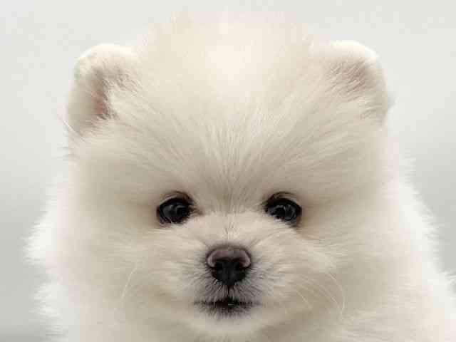 大阪府のポメラニアン (ひごペットフレンドリーららぽーとEXPOCITY店/2025年8月30日生まれ/女の子/ホワイト)の子犬の1枚目の画像