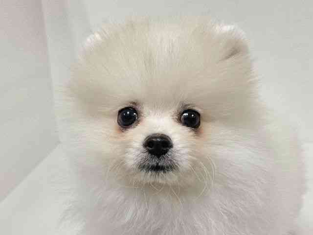 愛知県のポメラニアン (ひごペットフレンドリーイトーヨーカドー知多店/2025年8月30日生まれ/女の子/ホワイト)の子犬の1枚目の画像