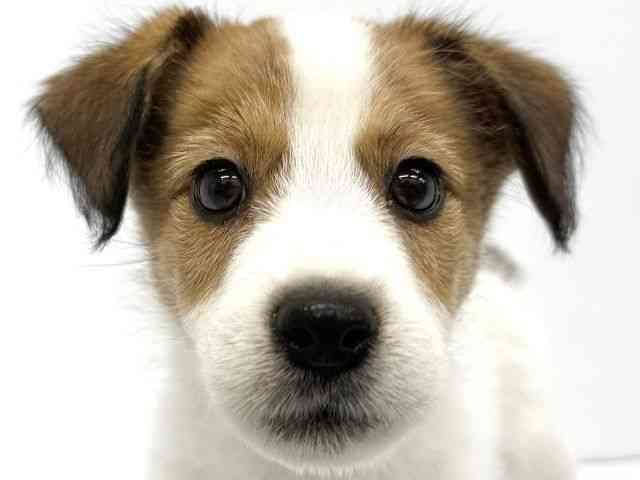 大阪府のジャックラッセルテリア (ひごペットフレンドリーイオンタウン茨木太田店/2025年9月1日生まれ/男の子/ホワイトタン)の子犬の1枚目の画像