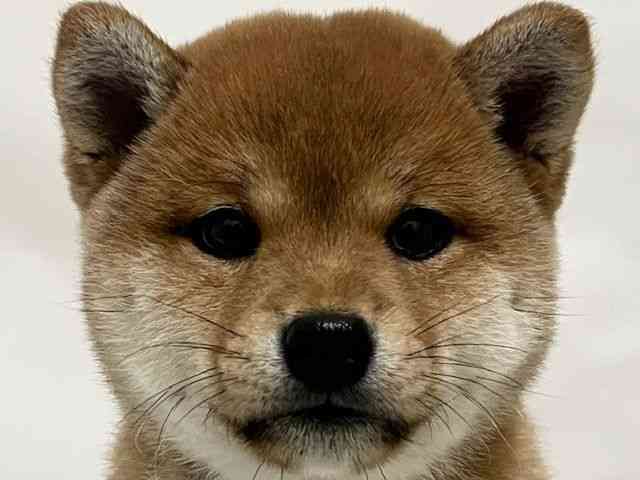 和歌山県の柴犬(標準サイズ) (ひごペットフレンドリーパームシティ和歌山店/2025年9月1日生まれ/男の子/赤)の子犬の1枚目の画像