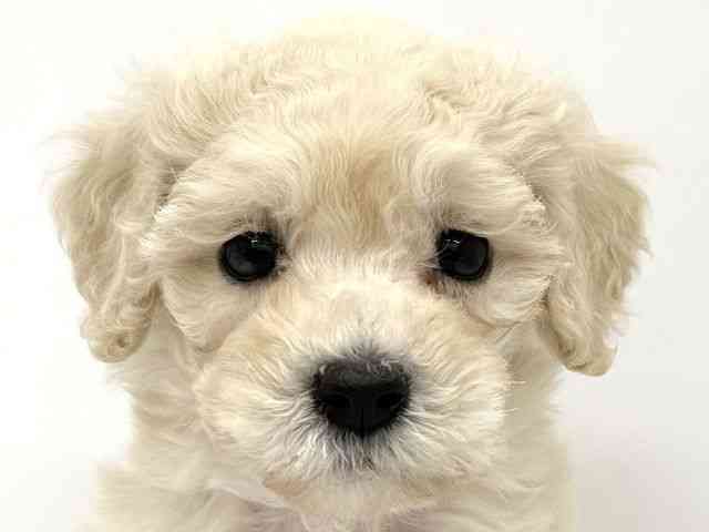 大阪府のマルプー(マルチーズ×プードル) (ひごペットフレンドリーイオンタウン茨木太田店/2025年8月30日生まれ/女の子/アプリコット)の子犬の1枚目の画像