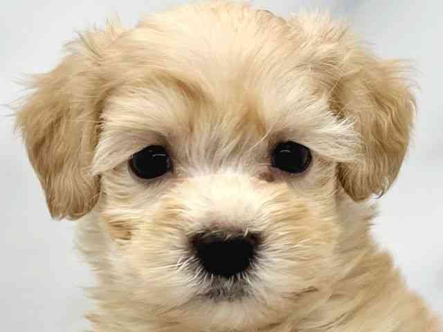 大阪府のハーフ犬・ミックス犬 (ひごペットフレンドリーイトーヨーカドー津久野店/2025年8月30日生まれ/男の子/アプリコット)の子犬の1枚目の画像