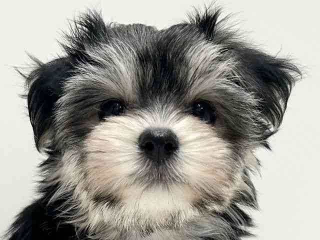 愛知県のマルキー/マルヨーキー(マルチーズ×ヨークシャーテリア) (ひごペットフレンドリーららぽーと名古屋みなとアクルス店/2025年8月31日生まれ/女の子/ブラックタンホワイト)の子犬の1枚目の画像