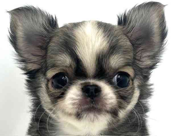 大阪府のチワワ(ロング) (ひごペットフレンドリーベルファⅡ都島店/2025年8月31日生まれ/女の子/レッドホワイト)の子犬の1枚目の画像