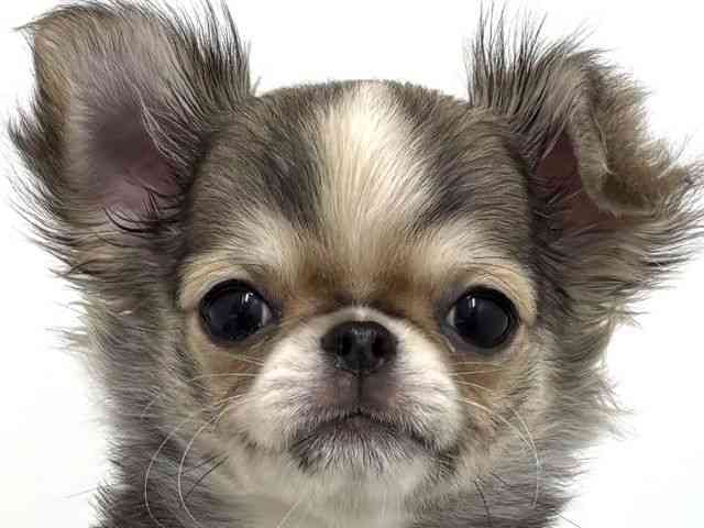 大阪府のチワワ(ロング) (ひごペットフレンドリーベルファⅡ都島店/2025年8月31日生まれ/女の子/レッドホワイト)の子犬の1枚目の画像