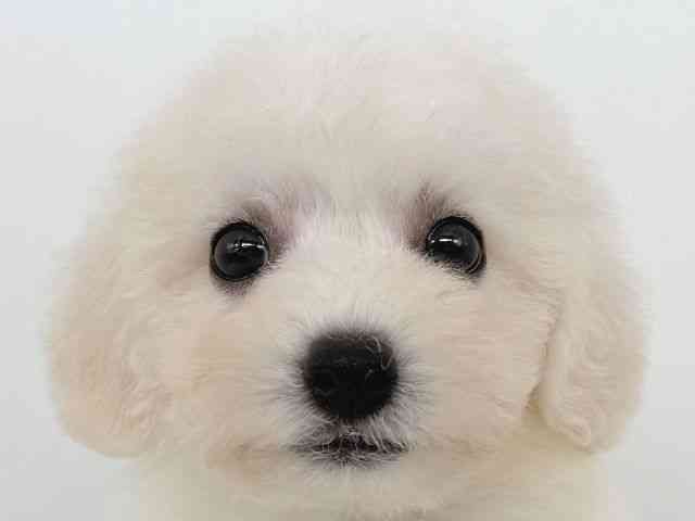 大阪府のビションフリーゼ (ひごペットフレンドリー瓜破店/2025年9月1日生まれ/女の子/ホワイト)の子犬の1枚目の画像