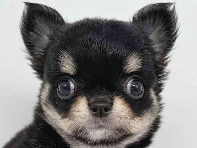 大阪府のチワワ(ロング) (ひごペットフレンドリー瓜破店/2025年9月2日生まれ/女の子/ブラックタンホワイト)の子犬の1枚目の画像