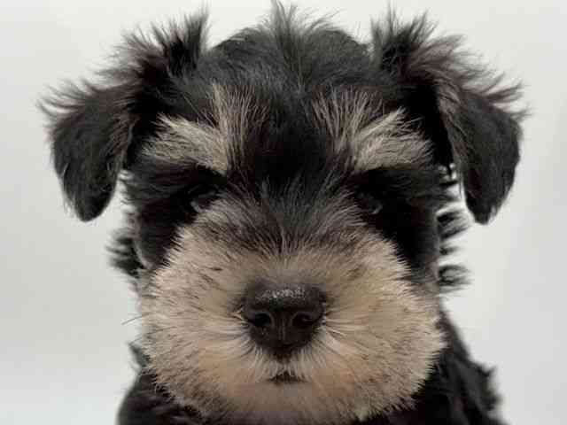 愛知県のミニチュアシュナウザー (ひごペットフレンドリーヴィアモール アピタ江南西店/2025年9月2日生まれ/女の子/ブラックシルバー)の子犬の1枚目の画像