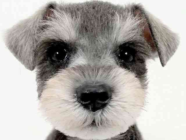 京都府のミニチュアシュナウザー (ひごペットフレンドリーイズミヤショッピングセンター八幡店/2025年9月1日生まれ/女の子/ソルトペッパー)の子犬の1枚目の画像