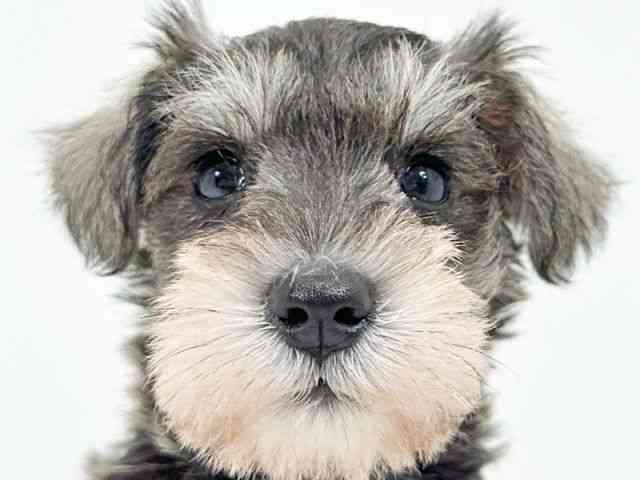 京都府のミニチュアシュナウザー (ひごペットフレンドリーイズミヤショッピングセンター八幡店/2025年9月1日生まれ/女の子/ソルトペッパー)の子犬の1枚目の画像