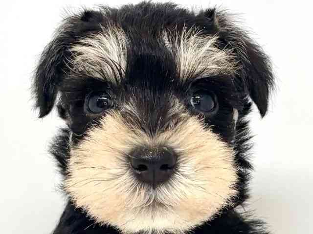 大阪府のミニチュアシュナウザー (ひごペットフレンドリーセブンパーク天美店/2025年9月1日生まれ/女の子/ブラックシルバー)の子犬の1枚目の画像