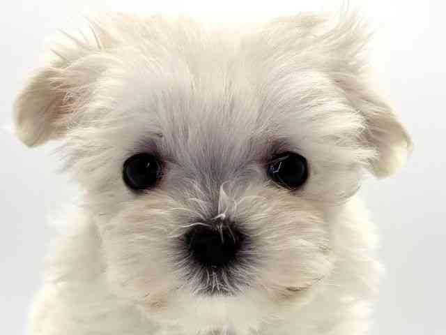 愛知県のマルチーズ (ひごペットフレンドリープライムツリー赤池店/2025年9月1日生まれ/女の子/ホワイト)の子犬の1枚目の画像