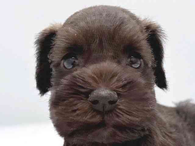 京都府のミニチュアシュナウザー (ひごペットフレンドリー京都店/2025年9月2日生まれ/女の子/レバーペッパー)の子犬の1枚目の画像