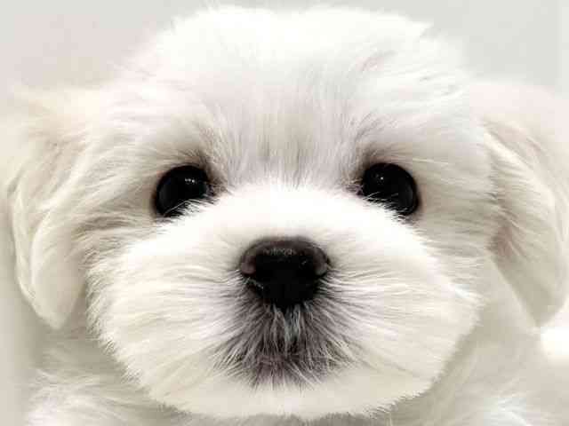 大阪府のマルチーズ (ひごペットフレンドリーイオン高槻店/2025年8月31日生まれ/男の子/ホワイト)の子犬の1枚目の画像