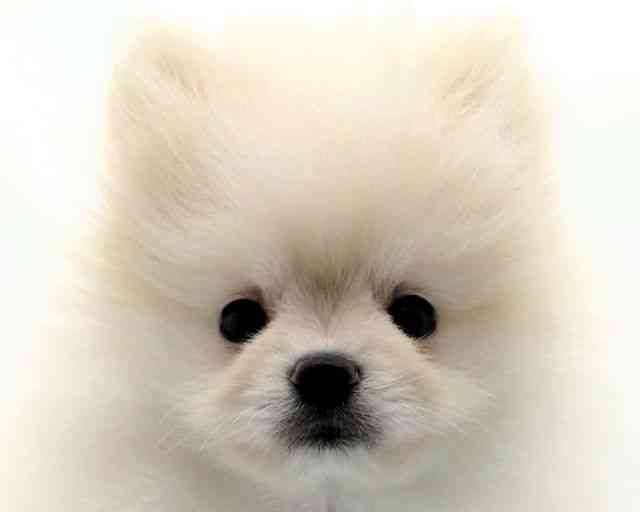 兵庫県のポメラニアン (ひごペットフレンドリークラウンパーク伊丹店/2025年9月1日生まれ/女の子/クリーム)の子犬の1枚目の画像