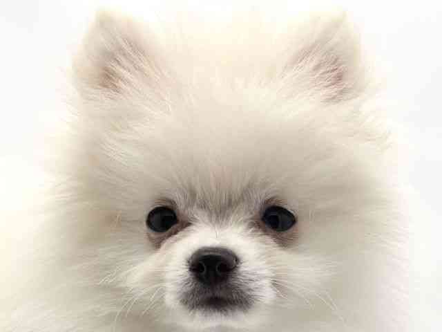 兵庫県のポメラニアン (ひごペットフレンドリークラウンパーク伊丹店/2025年9月1日生まれ/女の子/クリーム)の子犬の1枚目の画像