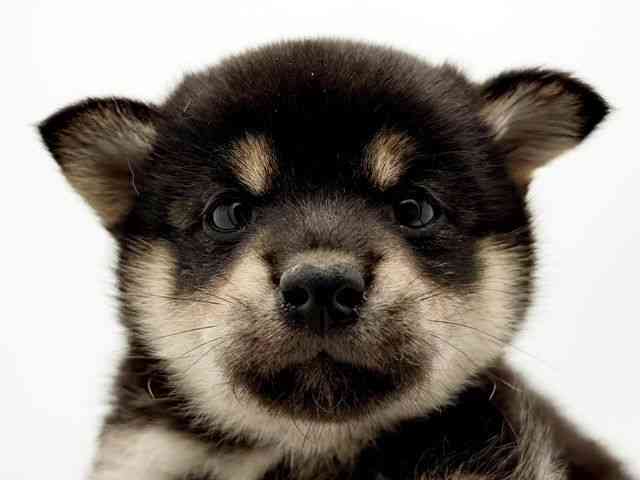 兵庫県の柴犬(標準サイズ) (ひごペットフレンドリーコロワ甲子園店/2025年9月2日生まれ/女の子/黒)の子犬の1枚目の画像