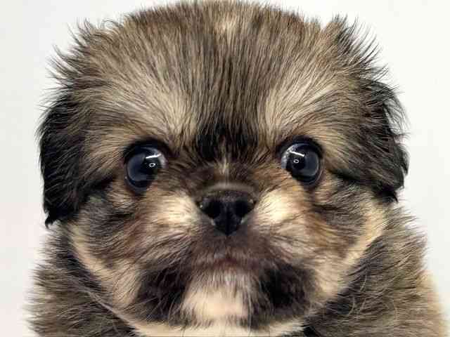 大阪府のチワペキ/ペキチー/ペキチワ(チワワ×ペキニーズ) (ひごペットフレンドリーセブンパーク天美店/2025年8月31日生まれ/男の子/フォーン)の子犬の1枚目の画像