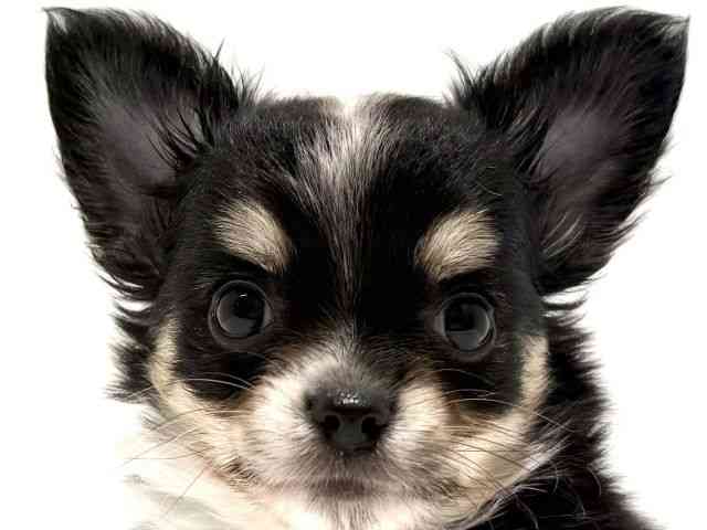 大阪府のチワワ(ロング) (ひごペットフレンドリーイオン高槻店/2025年9月2日生まれ/女の子/ブラックタンホワイト)の子犬の1枚目の画像