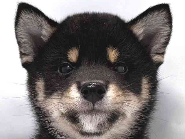 大阪府の柴犬(標準サイズ) (ひごペットフレンドリー堺プラットプラット店/2025年8月30日生まれ/男の子/黒)の子犬の1枚目の画像