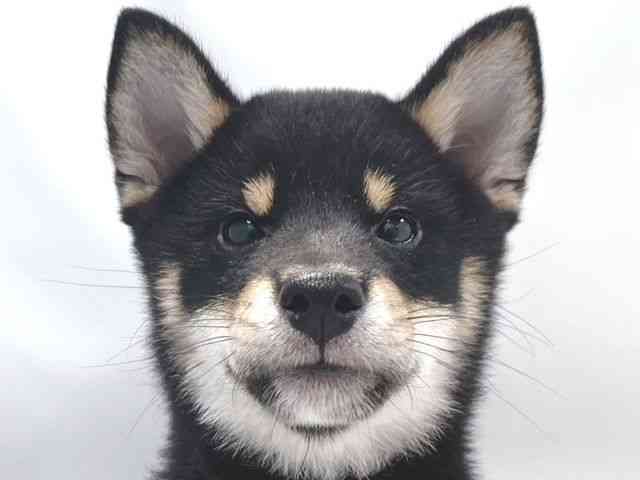 大阪府の柴犬(標準サイズ) (ひごペットフレンドリー堺プラットプラット店/2025年8月30日生まれ/男の子/黒)の子犬の1枚目の画像