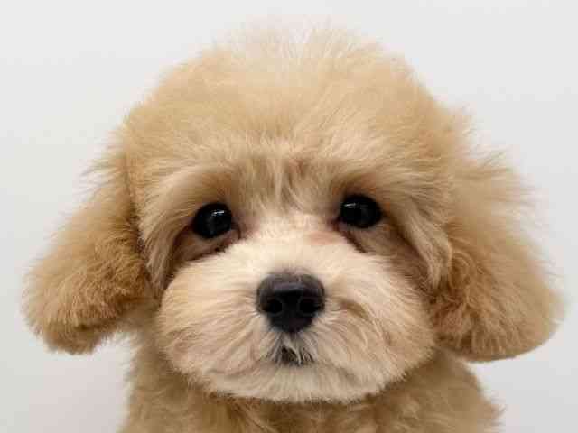 大阪府のトイプードル(トイ) (ひごペットフレンドリーみのおキューズモール店/2025年9月3日生まれ/女の子/オレンジフォーン)の子犬の1枚目の画像