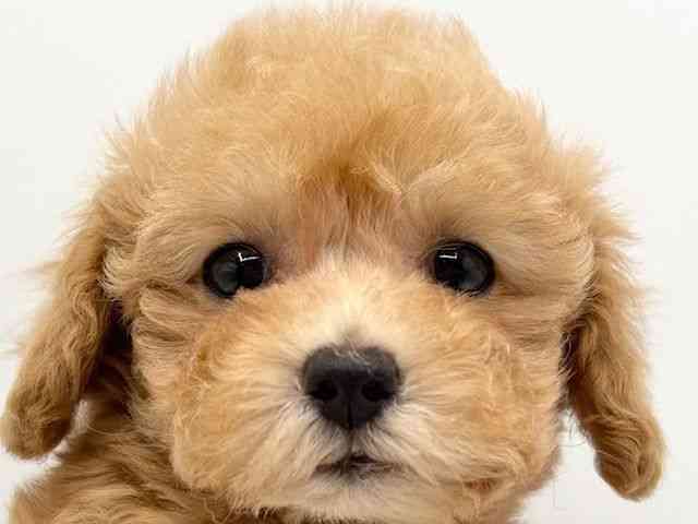 大阪府のトイプードル(トイ) (ひごペットフレンドリーみのおキューズモール店/2025年9月3日生まれ/女の子/オレンジフォーン)の子犬の1枚目の画像