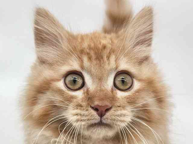 大阪府のミヌエット (ひごペットフレンドリー泉ヶ丘店/2025年9月2日生まれ/男の子/レッドマッカレルタビー)の子猫の1枚目の画像