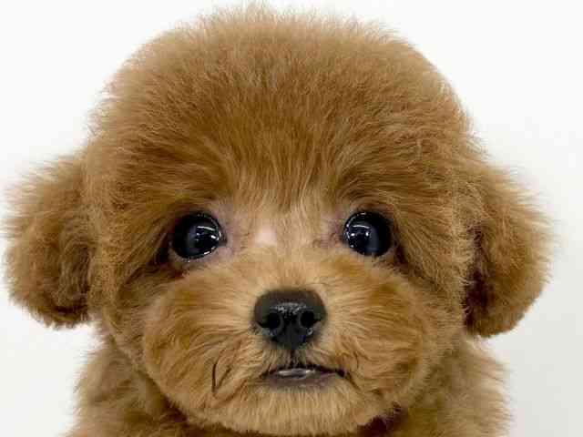 京都府のトイプードル(トイ) (ひごペットフレンドリーイズミヤショッピングセンター八幡店/2025年9月1日生まれ/女の子/レッド)の子犬の1枚目の画像