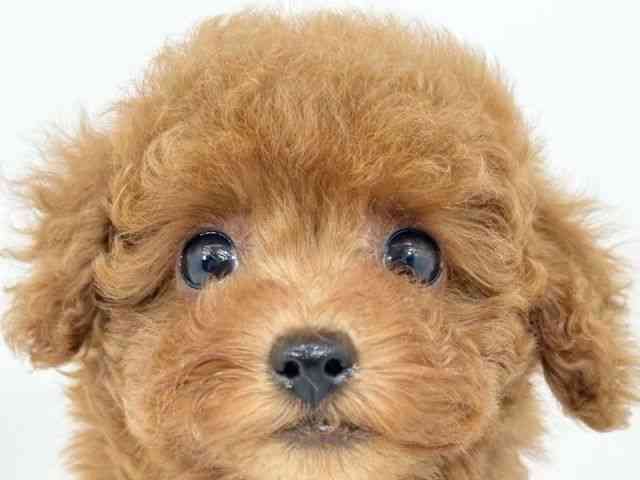 京都府のトイプードル(トイ) (ひごペットフレンドリーイズミヤショッピングセンター八幡店/2025年9月1日生まれ/女の子/レッド)の子犬の1枚目の画像