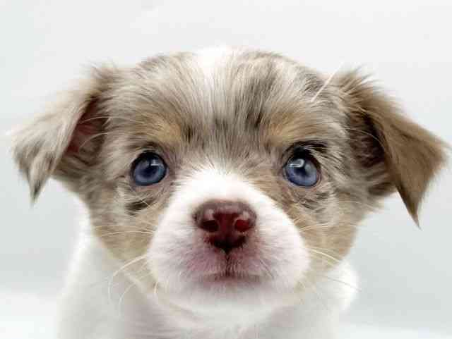 奈良県のチワワ(ロング) (ひごペットフレンドリートナリエ大和高田店/2025年9月1日生まれ/女の子/チョコレートマールホワイト)の子犬の1枚目の画像