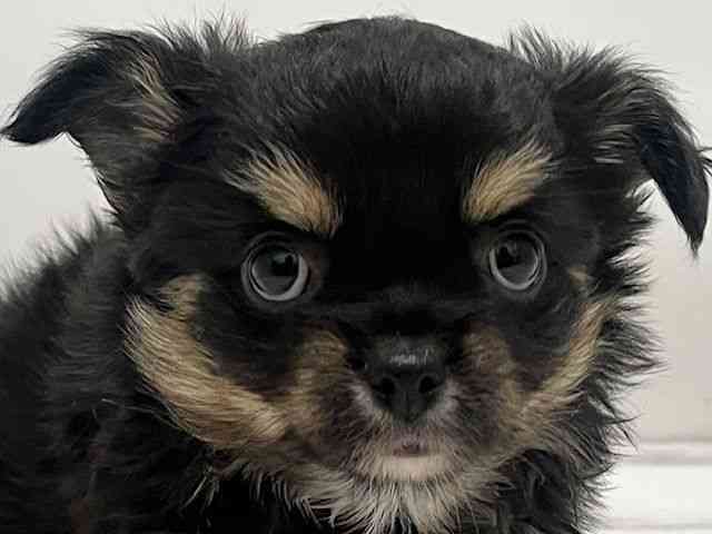 和歌山県のチワワ(ロング) (ひごペットフレンドリーパームシティ和歌山店/2025年9月2日生まれ/女の子/ブラックタン)の子犬の1枚目の画像