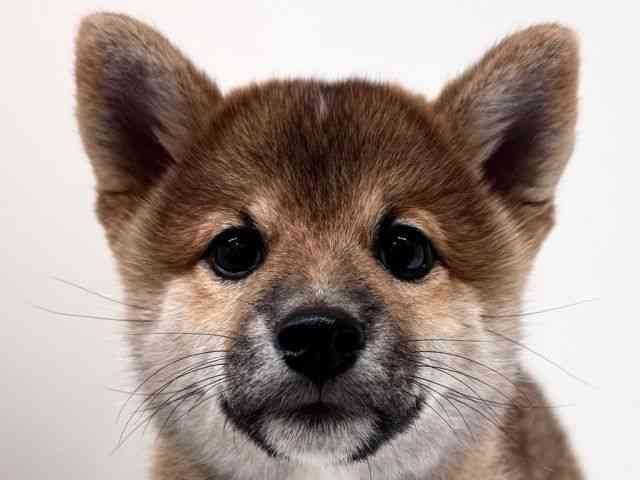 兵庫県の柴犬(標準サイズ) (ひごペットフレンドリーブルメールHAT神戸店/2025年9月3日生まれ/女の子/赤)の子犬の1枚目の画像