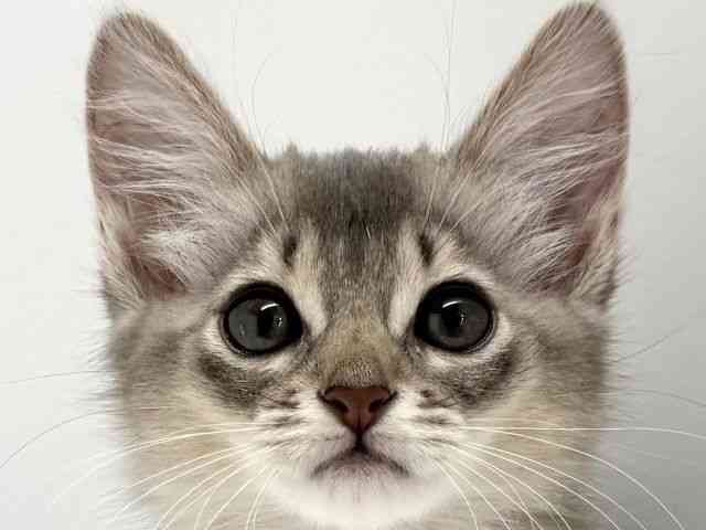 大阪府のソマリ (ひごペットフレンドリーくずはモール店/2025年8月20日生まれ/女の子/ブルー)の子猫の1枚目の画像