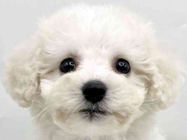 奈良県のビションフリーゼ (ひごペットフレンドリートナリエ大和高田店/2025年9月1日生まれ/女の子/ホワイト)の子犬の1枚目の画像