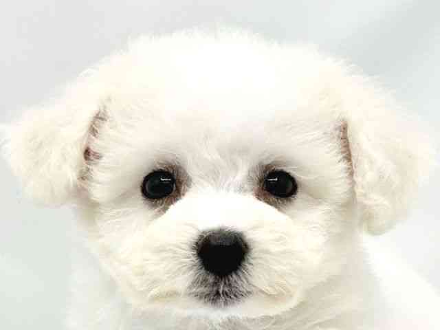 大阪府のビションフリーゼ (ひごペットフレンドリーイトーヨーカドー津久野店/2025年9月1日生まれ/男の子/ホワイト)の子犬の1枚目の画像