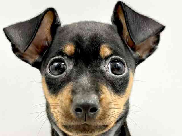 大阪府のミニチュアピンシャー (ひごペットフレンドリーイオンタウン豊中庄内店/2025年8月25日生まれ/女の子/ブラックタン)の子犬の1枚目の画像