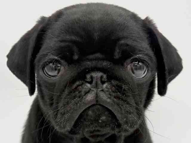 大阪府のパグ (ひごペットフレンドリーららぽーとEXPOCITY店/2025年9月3日生まれ/女の子/ブラック)の子犬の1枚目の画像