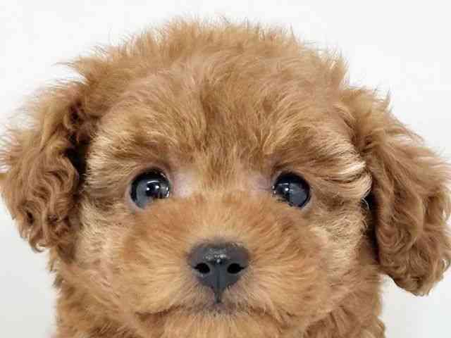 京都府のトイプードル(トイ) (ひごペットフレンドリーイズミヤショッピングセンター八幡店/2025年9月2日生まれ/女の子/レッド)の子犬の1枚目の画像