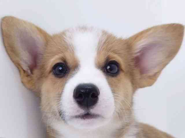 大阪府のウェルシュコーギーペンブローク (ひごペットフレンドリーいこらもーる泉佐野店/2025年8月31日生まれ/男の子/レッドホワイト)の子犬の1枚目の画像