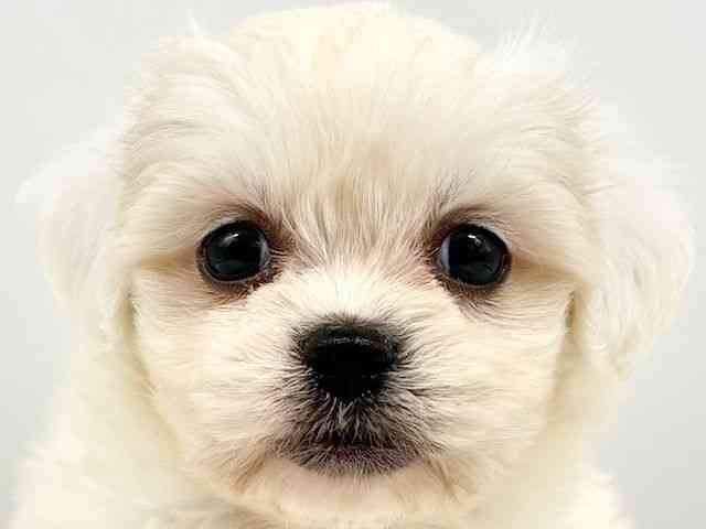 大阪府のハーフ犬・ミックス犬 (ひごペットフレンドリーイオンタウン豊中庄内店/2025年9月2日生まれ/女の子/ホワイト)の子犬の1枚目の画像