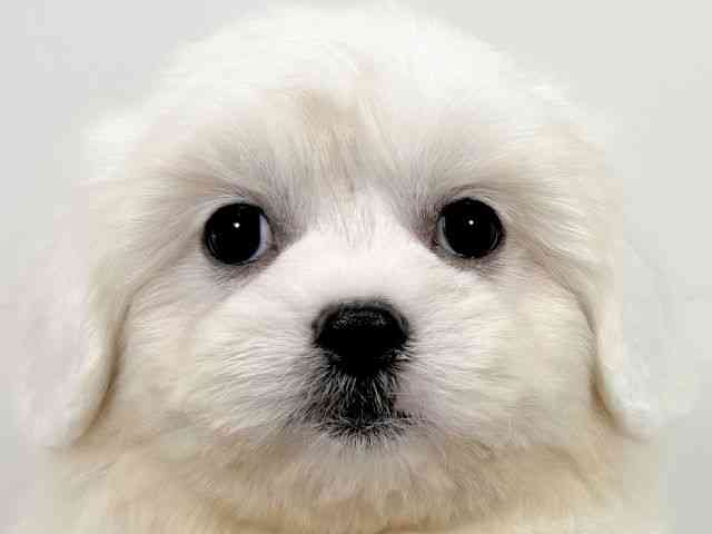 京都府のハーフ犬・ミックス犬 (ひごペットフレンドリーイズミヤショッピングセンター八幡店/2025年9月2日生まれ/男の子/ホワイト)の子犬の1枚目の画像