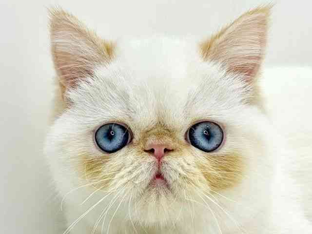 大阪府のエキゾチック (ひごペットフレンドリーいこらもーる泉佐野店/2025年9月1日生まれ/男の子/レッドポイント)の子猫の1枚目の画像