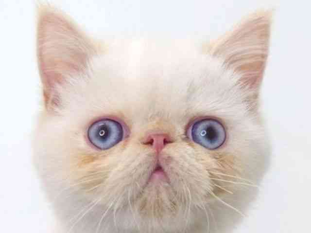 大阪府のエキゾチック (ひごペットフレンドリーいこらもーる泉佐野店/2025年9月1日生まれ/男の子/レッドポイント)の子猫の1枚目の画像